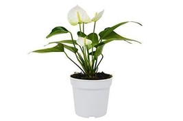 Anthurium White Anthurium 6 Inches Pot Live Plant Anthurium Andraeanum Flamingo - $47.43