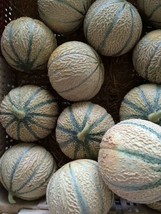 Fresh Cantaloupe Seeds 50+ Hearts Of Gold Melon Fruit Heirloom Non-Gmo - $7.38