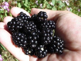Berynita Store 100 Seeds  Organic Blackberry Blackberries Non-Gmo Home G... - £10.09 GBP