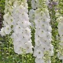 30 seeds White King Larkspur {Delphinium consolida} Pre-Stratified - £9.38 GBP