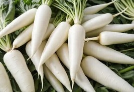 20 + Snow White Carrot Seeds - $7.00