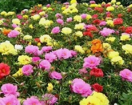 500 Seeds Moss Rose Flower Portulaca Double Mix Variety - £5.45 GBP