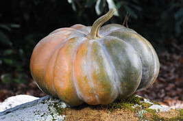 10 Seeds Musque De Province Pumpkin Heirloom Big Beautiful - £2.20 GBP