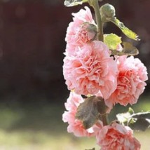 Peaches N Dreams Double Hollyhock Seeds Alcea Rosea USA SELLER - £10.08 GBP