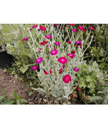 Rose Campion Sun Perennial  Pink Flower 150 Seeds  From US - £8.38 GBP