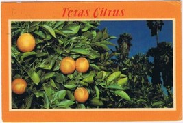 Postcard Texas Citrus Rio Grande Valley - $2.05