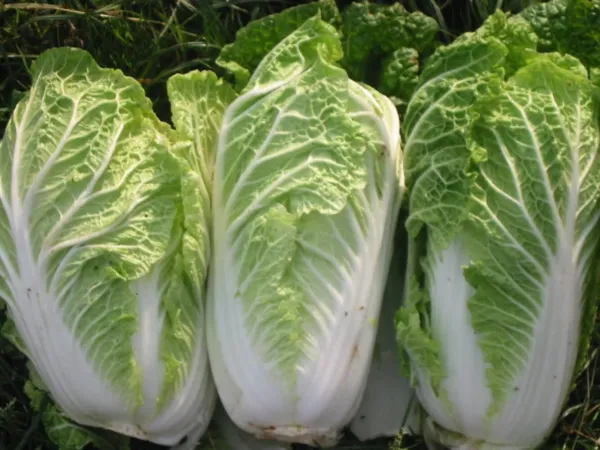 Top Seller 500 Michihili Cabbage Chinese Chard Bok Choy Pak Choi Celery ... - £11.44 GBP