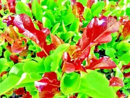 Bloomys 1000 Seeds Lettuce Spring Mesclun Mix Greens Vegetable Garden He... - $9.38