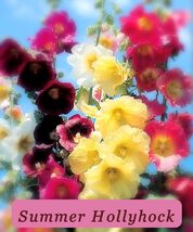 6005 summer hollyhock pop thumb200