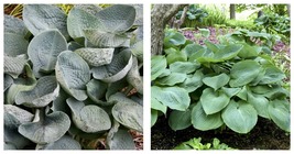 1 Live Potted Plant hosta BIG DADDY large blue thick corrugated blue 2.5... - $43.99