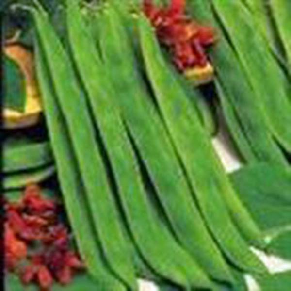 BEAN, TOP CROP BUSH, HEIRLOOM, ORGANIC 500+ SEEDS, GREAT TASTING FRESH OR COOKED