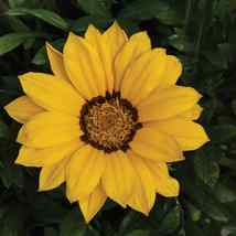 30 Gazania Kiss Lemon Yellow Seeds Drought-Tolerant Flower Reseeding Annual - £14.07 GBP