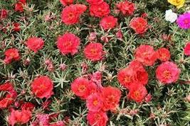Red Portulaca Grandiflora Seeds Homegrown Moss Rose Sun Plant Flowers - £6.94 GBP