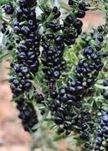 Goji Berry Black (Wolfberry), 50 Seeds R - £15.96 GBP