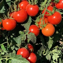 USA SELLER Tommy Toe Tomato Grown To Organic Standard Gardening - £14.22 GBP