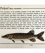 Pickerel Pike 1939 Fresh Water Fish Art Gordon Ertz Color Plate Print PC... - €25,76 EUR