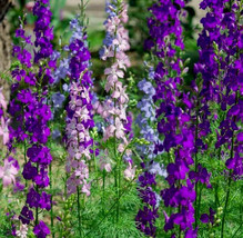Larkspur Seeds 200+ &quot;&quot;Rocket&quot;&quot; Mix Purple White Annual Flower Garden - £7.72 GBP