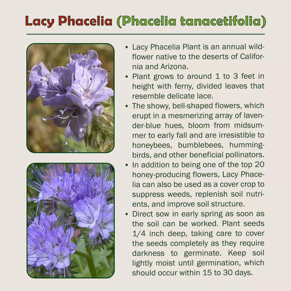 200 Lacy Phacelia Seeds, Phacelia tanacetifolia - $6.23