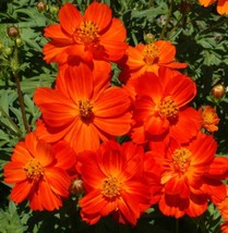 US Seller 100 Seeds Cosmos Dwarf Red 9-12” Tall Blooms All Season Butterflies Be - £8.11 GBP