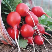 100 + Champion Radish Seeds - Non-GMO - $2.96