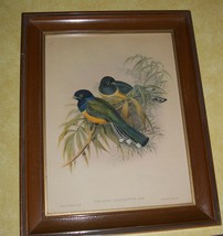 Old Gould Richter Trogon Bird Hullmandel Impression Audubon Style Lithograph Art - £197.85 GBP