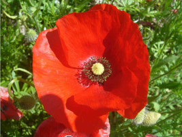 Corn Red Poppy Seeds 1000 Flower PerennialFrom US  - £6.59 GBP