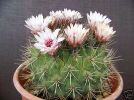Gymnocalycium pflanzii, rare exotic flower cactus seed flowering cacti 100 SEEDS - £10.26 GBP
