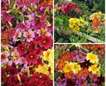300 Seeds Painted Tongue Mix Seeds Cut Flowers Sun Shade Garden Containe... - $8.99