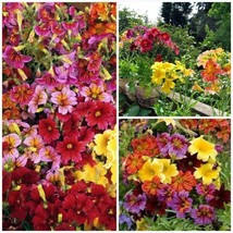 300 Seeds Painted Tongue Mix Seeds Cut Flowers Sun Shade Garden Container Fast - £7.18 GBP