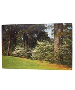 Postcard Flowering Dogwood Tree Chrome Posted - $6.74 CAD
