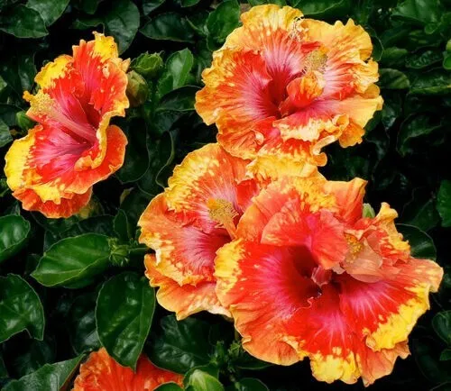 20 Orange Yellow Red Hibiscus Seeds Flowers Flower Seed Perennial Fresh Garden - £9.43 GBP