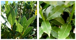 Sweet Bay Laurus Nobilis Bay Leaf Tree Bay Laurel Rooted Small Starter Plant! - £27.02 GBP