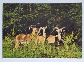 Postcard MufflonOvis musimon Feral Wild Sheep Animal Europe Germany  - $5.75