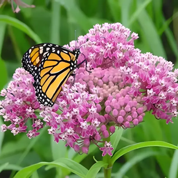 80 Swamp Rose Milkweed Seeds Native Wildflower Patio Container Flower Fresh Seed - £7.52 GBP