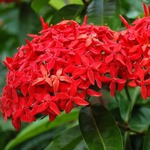Colorful Ixora Chinensis Plant Flower, 100 SEEDS D - £12.84 GBP