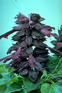 Salvia Vista Purple 500 seeds - £25.07 GBP