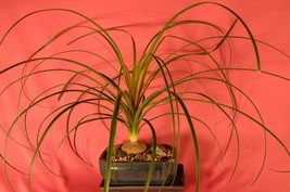 INDOOR BONSAI,PONYTAIL PALM, VERY TROPICAL, 6 YEARS OLD, BROOM STYLE. - $39.99