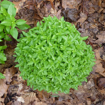 Heirloom Spicy Globe Basil Seeds, a globe, which makes it ideal for grow... - $10.96