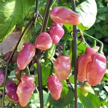 Fidalgo Roxa Hot Pepper Seeds - Grow Your Own Fiery Chilies, Perfect Gardener Gi - £5.53 GBP