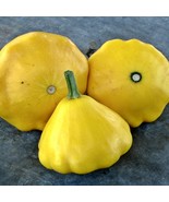 Yellow Scallop Summer Squash 20 Vegetable Fresh Gardening - $295.05 MXN