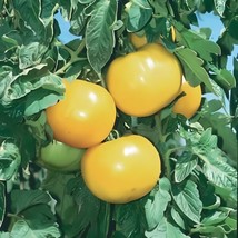 Lemon Boy Organic Tomato Seeds Gardening Usa Shipping - $7.94