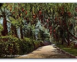 A Walk Through a California Park UNP DB Postcard W4 - £2.33 GBP