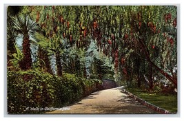 A Walk Through a California Park UNP DB Postcard W4 - £2.32 GBP