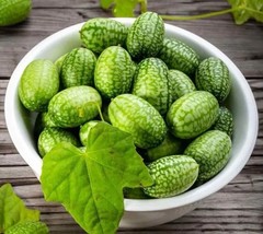US Seller 10 Cucamelon Seeds, Mouse Melon - Melothria Scabra Mexican Sour Gherki - £6.52 GBP