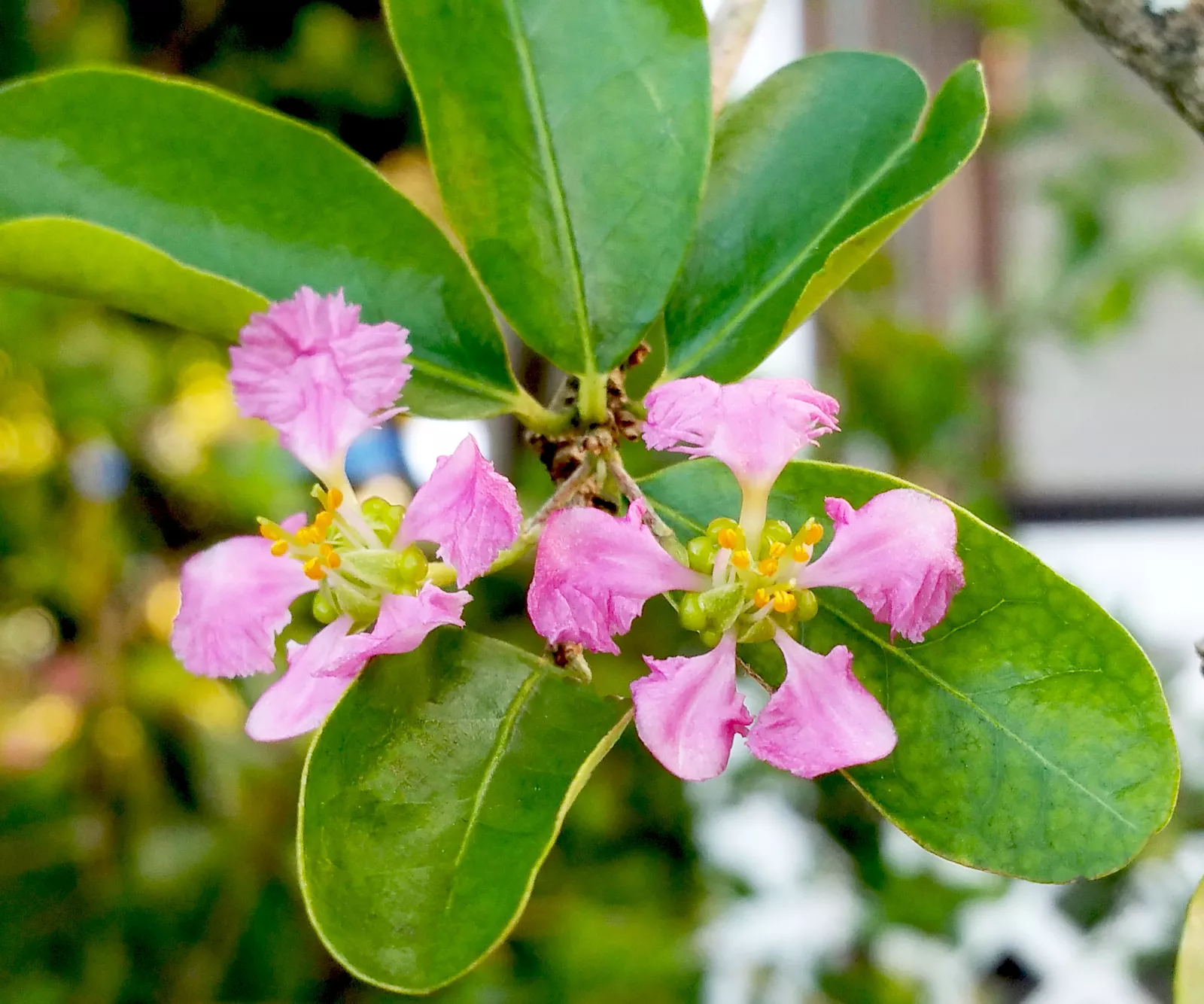 Barbados cherry tropical pink flowering thumb200