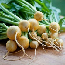 Grow In US 700 Golden Ball Turnip Seeds Non Gmo Fresh - $8.24