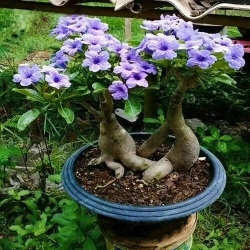 5Pcs Rare Purple Desert Rose Seeds Garden Flower Decor-seed - $12.33