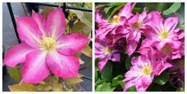 Clematis Asao Pink Star Large Flowers live plant - $49.99