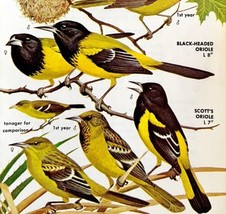 Yellow Orioles Varieties And Types 1966 Color Bird Art Print Nature ADBN1p - $19.99