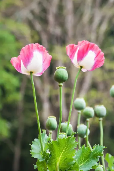 Top Seller 200 Organic Amphora Poppy Pink &amp; White Papaver Flower Seeds - $14.60